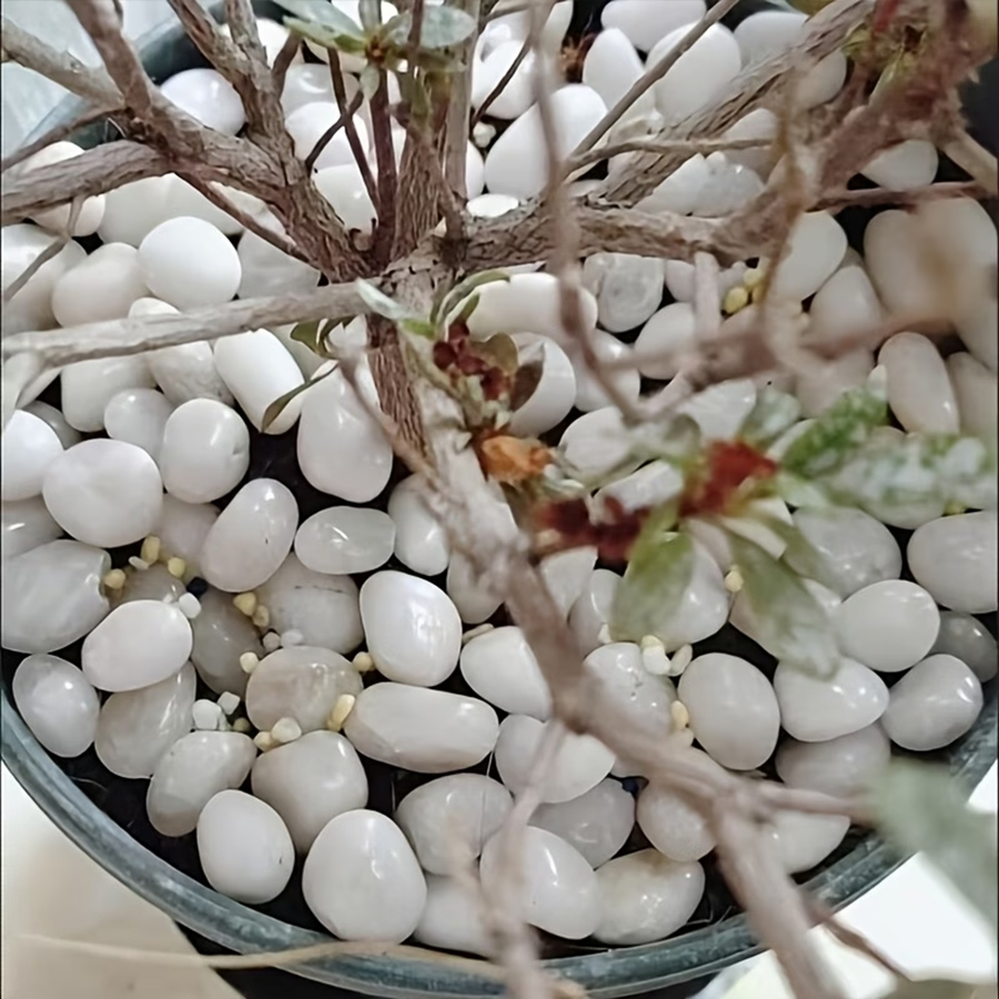 300/600g Polished White Pebble - Bonsai Rock Garden recension och pris