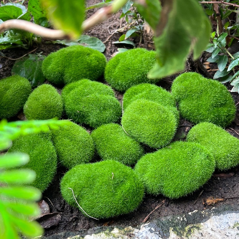 5/30pcs Simulation Moss Stone  - Bonsai Rock Garden recension och pris